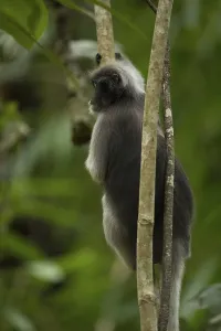 Central Thailand Nature Reserve Drucke: Dusky leaf monkey (Trachypithecus obscurus)