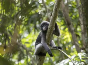 Central Thailand Nature Reserve Drucke: Dusky leaf monkey (Trachypithecus obscurus)