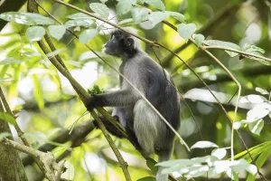 Central Thailand Nature Reserve Drucke: Dusky leaf monkey (Trachypithecus obscurus)