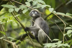 Central Thailand Nature Reserve Drucke: Dusky leaf monkey (Trachypithecus obscurus)