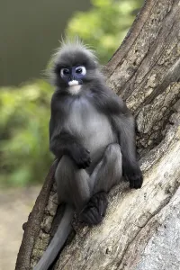 Gerahmter Druck : Dusky-Blätteraffe (Trachypithecus obscurus) Gerahmter Druck : Dusky-Blätteraffe (Trachypithecus obscurus)