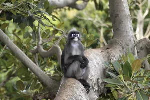 Asian Primates Drucke: Dusky Leaf Monkey (Trachypithecus obscurus)