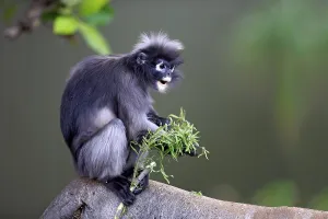 Dusky leaf monkey (Trachypithecus obscurus)