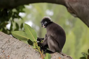 Cercopithecidae Family Photos Drucke: Dusky leaf monkey (Trachypithecus obscurus)
