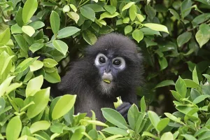 Malaysian Wildlife Images Drucke: Dusky leaf monkey (Trachypithecus obscurus)