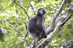 Dusky leaf monkey (Trachypithecus obscurus)