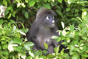 Travel Photography Malaysia Drucke: Dusky leaf monkey (Trachypithecus obscurus)