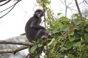 Dusky leaf monkey (Trachypithecus obscurus)