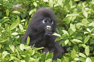 Dusky leaf monkey (Trachypithecus obscurus)