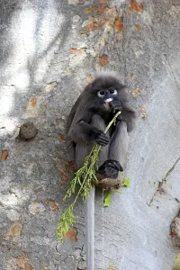 Dusky leaf monkey (Trachypithecus obscurus)
