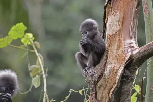 Dusky leaf monkey (Trachypithecus obscurus)