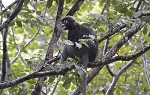 Animal Feed And Ingestion Drucke: Dusky leaf monkey (Trachypithecus obscurus)