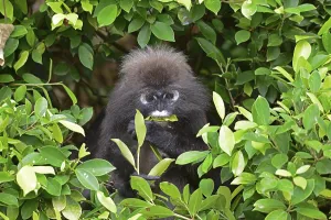 Malaysia Travel Photography Drucke: Dusky leaf monkey (Trachypithecus obscurus)