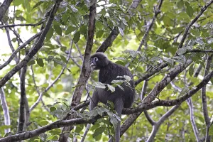 Malaysia Travel Photography Drucke: Dusky leaf monkey (Trachypithecus obscurus)