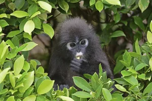 Dusky leaf monkey (Trachypithecus obscurus)