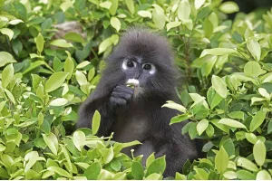 Dusky leaf monkey (Trachypithecus obscurus)