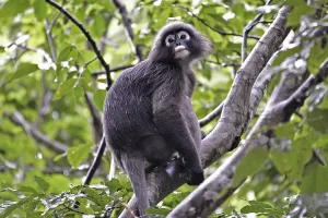 Dusky leaf monkey (Trachypithecus obscurus)