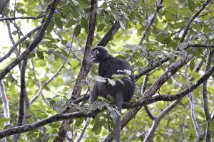 Dusky leaf monkey (Trachypithecus obscurus)