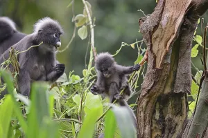 Animal Feed Photography Drucke: Dusky leaf monkey (Trachypithecus obscurus)