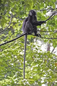 Wildlife Landscape Photography Drucke: Dusky leaf monkey (Trachypithecus obscurus)