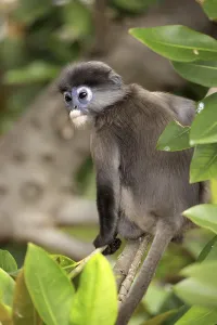 Captive Monkey Photos Drucke: Dusky Leaf Monkey (Trachypithecus obscurus)