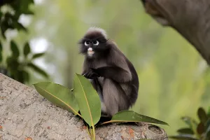 Tree Dwelling Mammals Drucke: Dusky leaf monkey (Trachypithecus obscurus)