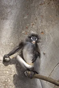Captive Monkey Photos Drucke: Dusky Leaf Monkey (Trachypithecus obscurus)
