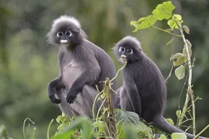 Catarrhine Primate Species Drucke: Dusky leaf monkey (Trachypithecus obscurus)