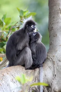 Young Animal Behavior Drucke: Dusky leaf monkey (Trachypithecus obscurus)