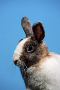 Dwarf Rabbit Drucke: Dwarf Rabbit