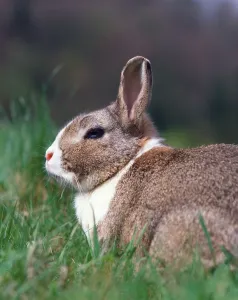 No People Natural Habitat Drucke: Dwarf Rabbit, Dwarf Rabbit