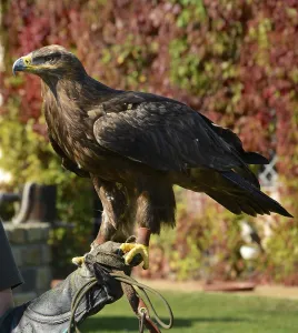 Brandenburg State Animals Drucke: Eagle