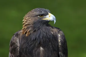 Natural Bird Habitats Drucke: Eagle
