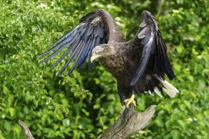 Wild Animal France Drucke: An eagle soars from a tree trunk
