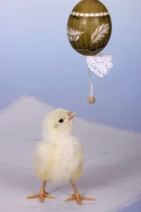 Uninhabited Studio Backgrounds Drucke: Easter egg with chick