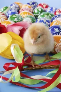 Close Up Easter Egg Drucke: Easter setting with chick