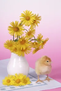 Yellow Flower Arrangement Drucke: Easter setting with chick
