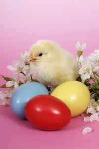 Close Up Easter Egg Drucke: Easter setting with chick