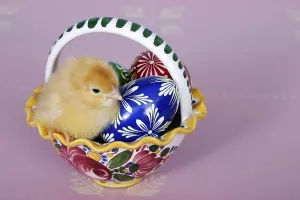 Easter Chick Drucke: Easter setting with chick