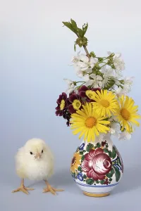 Easter Chick Drucke: Easter setting with chick