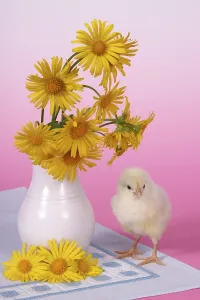 Easter Chick Drucke: Easter setting with chick