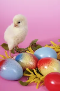 Easter Chick Drucke: Easter setting with chick