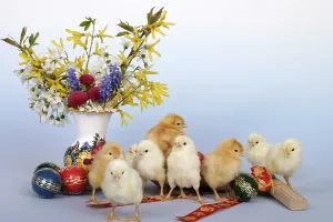 Easter Egg Photography Drucke: Easter setting with chicks
