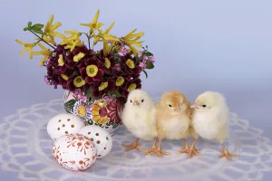 Easter Tradition Decor Drucke: Easter setting with chicks