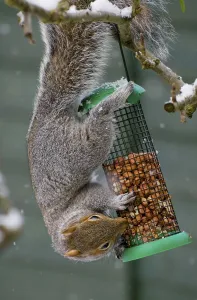 Snowy Garden Scene Drucke: The Eastern eastern gray squirrel (Sciurus carolinensis)