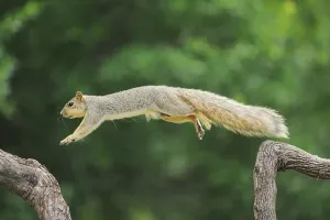 Eastern Fox Squirrel Drucke: Eastern Fox Squirrel (Sciurus niger)