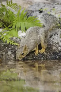Eastern Fox Squirrel Drucke: Eastern Fox Squirrel (Sciurus niger)
