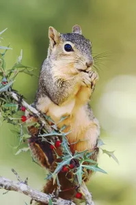 Eastern Fox Squirrel Drucke: Eastern Fox Squirrel (Sciurus niger)