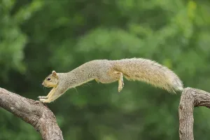 Eastern Fox Squirrel Drucke: Eastern Fox Squirrel (Sciurus niger)