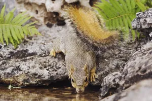 Eastern Fox Squirrel Drucke: Eastern Fox Squirrel (Sciurus niger)